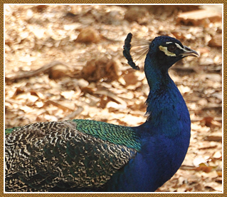 Hotel em Lagoa Santa - Cio da Terra - Pq. de Aves