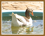 Hotel em Lagoa Santa - Cio da Terra - Pq. de Aves