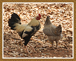 Hotel em Lagoa Santa - Cio da Terra - Pq. de Aves